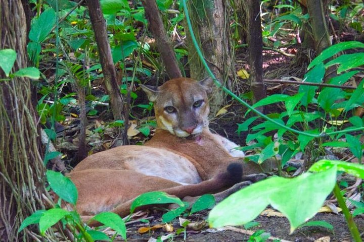 Sirena,Corcovado - 2 Nights from Puerto Jimenez - Photo 1 of 7